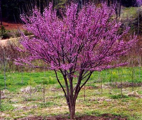 Judaszowiec Kanadyjski Red Force® ‘minrouge3 Cercis Canadensis C41