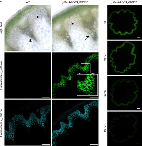 Bright Field And Fluorescence Microscopy Of WT And Transgenic