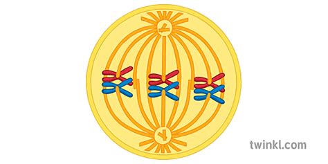 metaphase i meiosis Illustration