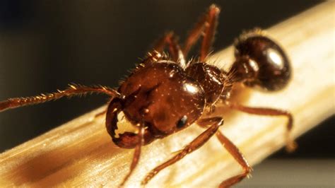 Fire ants cross border from Qld to NSW for the first time as hope for ...