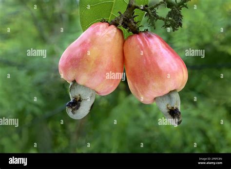 Cashew Anacardium Occidentale Close Up Of Two Ripening Fruits With