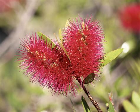 Flower Bottlebrush Plant - Free photo on Pixabay - Pixabay