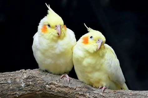 Why Are My Cockatiels Feet Warm Factors To Be Aware Of Dr Cockatiel