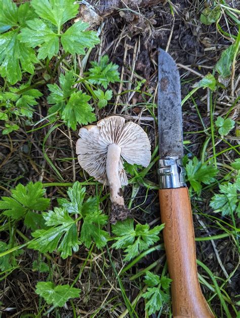 Common Gilled Mushrooms And Allies From Spring Creek New Zealand On