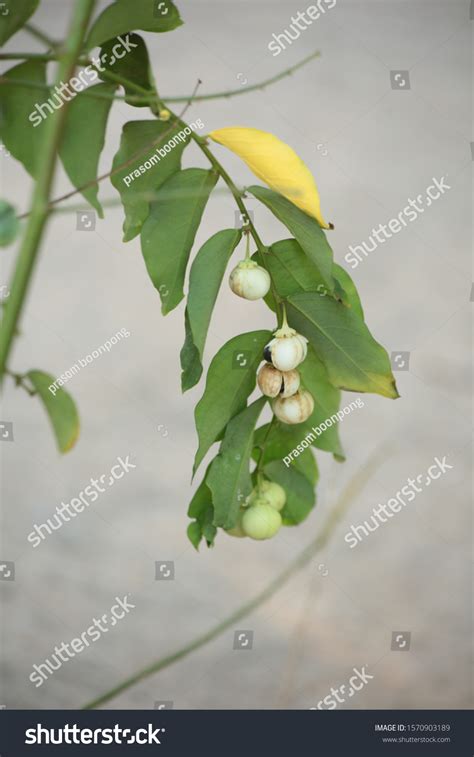 Close Sauropus Androgynus Pucuk Manis Seeds Stock Photo 1570903189 ...