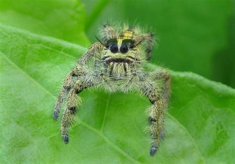 Jumping Spiders Hyllus Diardi Bali Wildlife