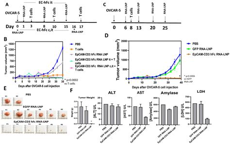 Cancers Free Full Text Mrna Lipid Nanoparticle Lnp Delivery Of