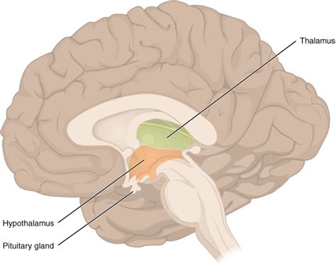 Figure 64 The Diencephalon Containing The Hypothalamus And The