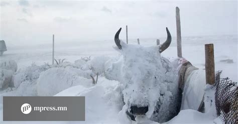 Цасан шуурганы улмаас олон тооны бог бод мал үрэгджээ