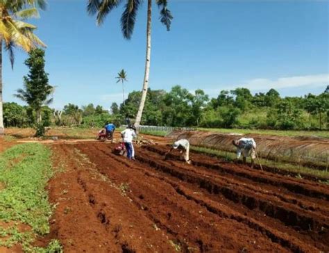 Cara Sukses Menanam Jagung Manis Garuda Seed