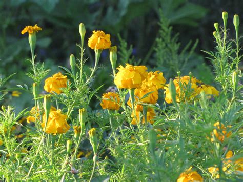 African Marigold George Washingtons Mount Vernon