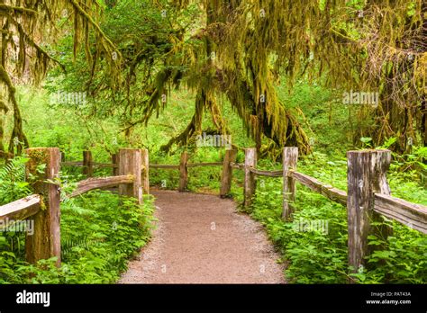 Hall of Mosses in Olympic National Park, Washington, USA Stock Photo - Alamy