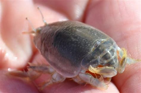 The Pacific Mole Crab | Fish pet, Kodiak island, Crab