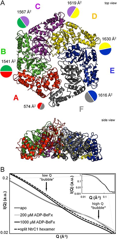 Crystal Structure Of The Hexameric Intermediate Of The NtrC1 ATPase