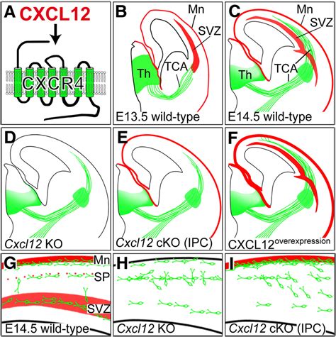 Schematic Summarizing Cxcl12cxcr4 Signaling For Tca And Interneuron