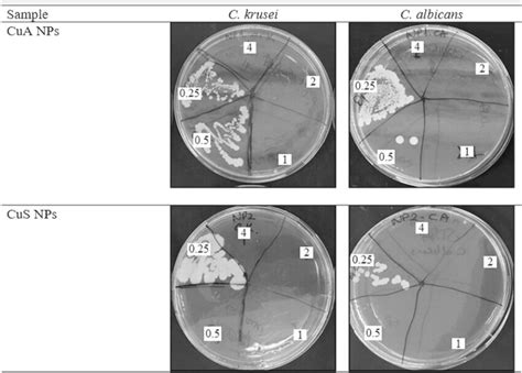 Growth Of C Krusei And C Albicans On Agar Medium Loaded With CuA NPs