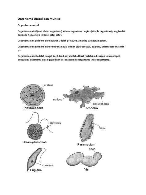 Nota Sains Tingkatan 1 Bab 2 Kssm Pdf