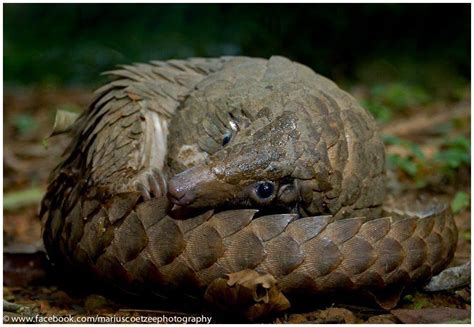 Long-tailed Pangolin (Manis tretadactyla) | Pangolin, Long tailed ...