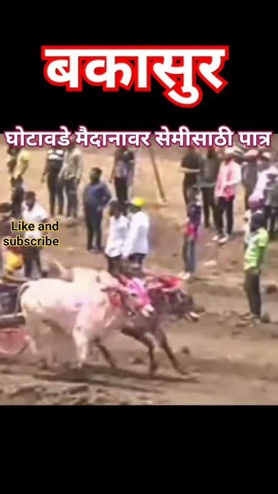 बकासुर घोटावडे मैदानावर सेमी पात्र रोकडेश्वर केसरी🐂🐂short