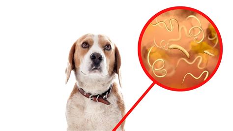 What Do Tapeworms Look Like In Dog - Infoupdate.org