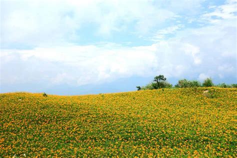 【2025六十石山】花蓮六十石山金針花最新花況！賞花攻略