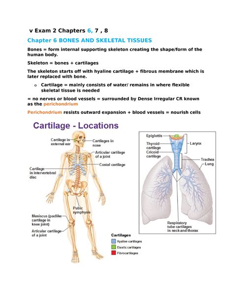 Exam 2 Chapters 6 Bones And Skeletal Tissues V Exam 2 Chapters 6 7