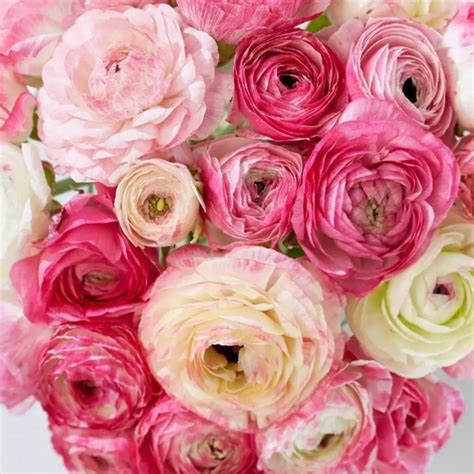 Piciorul Coco Ului Picotee Rose Ranunculus Picotee Rose Sweet Garden