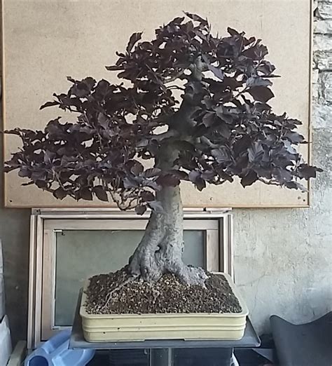 Fagus Sylvatica Purpurea 111 Par LeeOw Les Chuhin Et Autres Grands