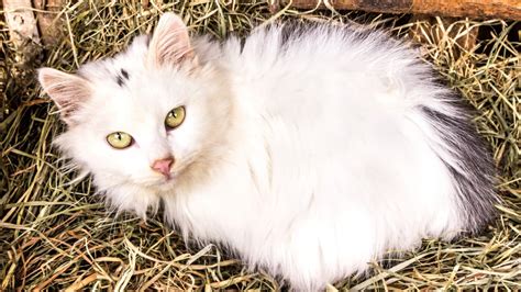 Straw for Cat Shelters: Ultimate Guide | Blue Mountain Hay