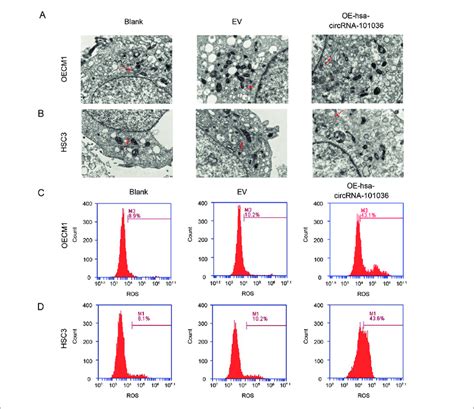 Increased Endoplasmic Reticulum Stress Reversed By Overexpression Of