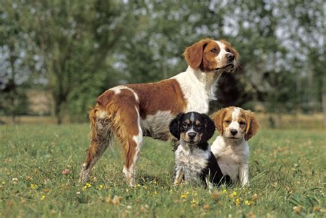 Épagneul Breton französischer Vorstehhund Jagdhund