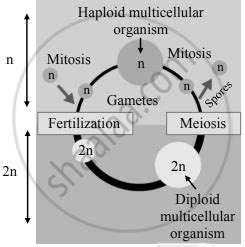 Explain Diplontic Life Cycle With Schematic Diagram And Examples ...