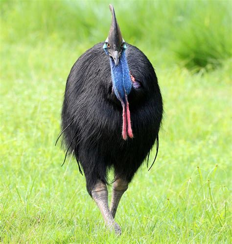 Cassowary - Queensland Trust For Nature