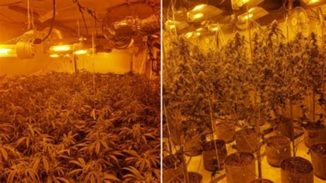 Nottinghamshire Cannabis Farm Found After House Raid Bbc News