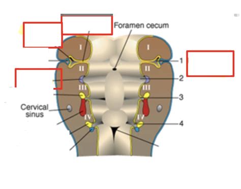 Pharyngeal pouches Quiz