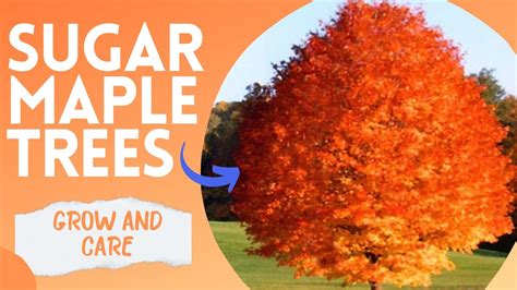 Sugar Maple Care 101 How To Successfully Grow And Care For Sugar Maple