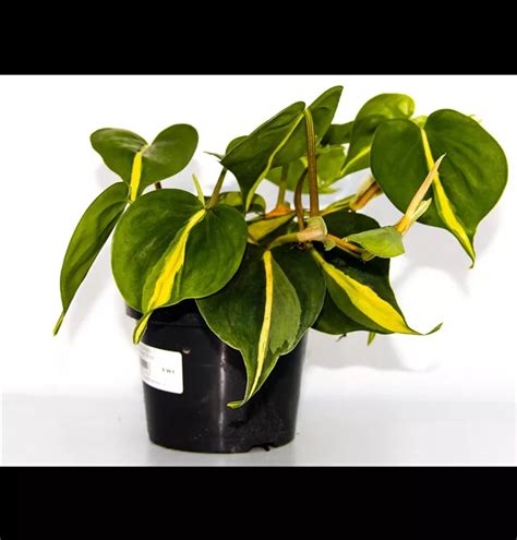 Philodendron Scandens Brasil Kletternder Philodendron Brasil