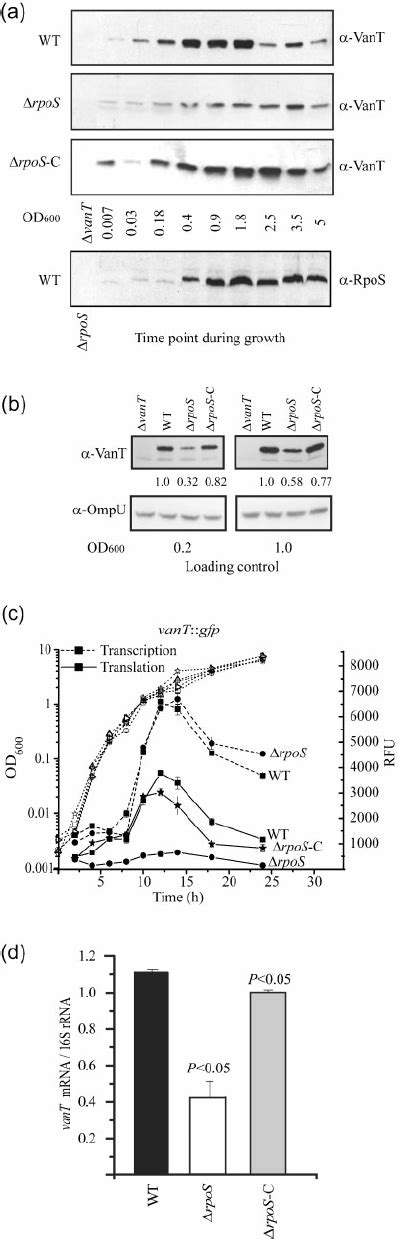 Rpos Regulates The Expression Of Vant Post Transcriptionally A