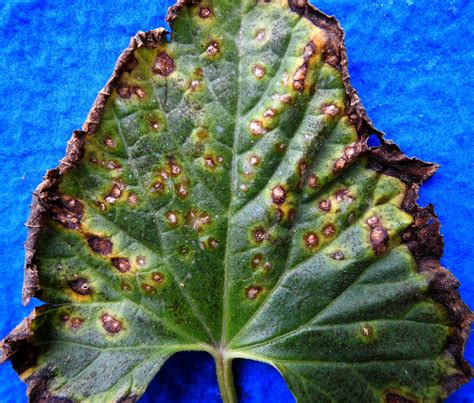 Alternaria Leaf Blight On Cucurbits Vegetable Pathology Long Island