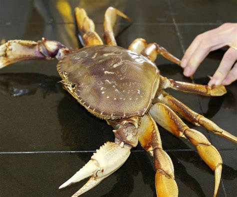 Dungeness crab - Alchetron, The Free Social Encyclopedia