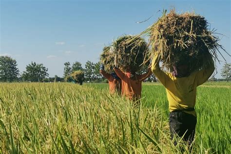 Jatah Pupuk Subsidi Susut Petani Produksi Padi Bisa Menurun