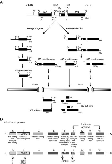 A Pre Rrna Processing In Saccharomyces Cerevisiae Rna Polymerase I