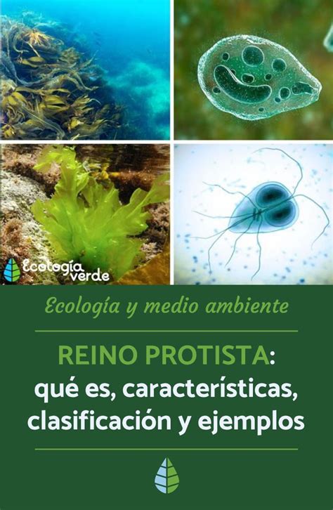 Reino Protista Concepto Tipos Caracteristicas Y Ejemplos Images Porn