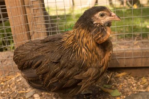 Poule araucana Stock Photos, Royalty Free Poule araucana Images ...