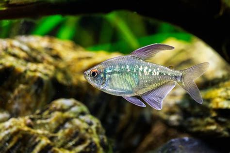 Do Tetra Fish Need A Bubbler A Comprehensive Guide The Fish Keeping