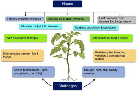 Plant Microbiome provides key functions for plant health and its ...