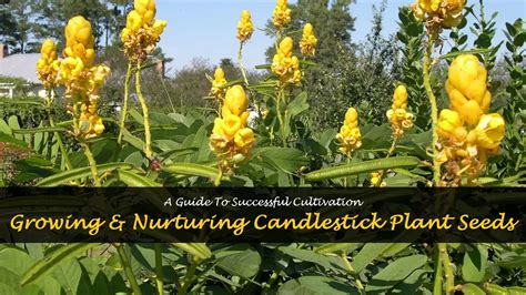 Growing And Nurturing Candlestick Plant Seeds: A Guide To Successful Cultivation | ShunCy