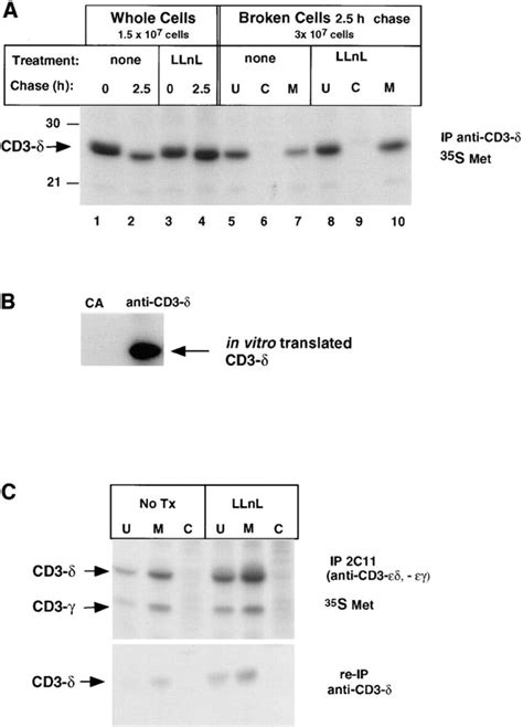 Subcellular localization of CD3 δ A 21 2 2 cells were labeled with