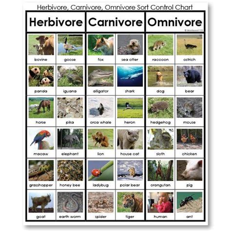 Carnivores Omnivores And Herbivores Worksheets Herbivore Car