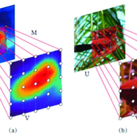 Illustration of coordinate grid mapping. (a) The coordinate grid ...